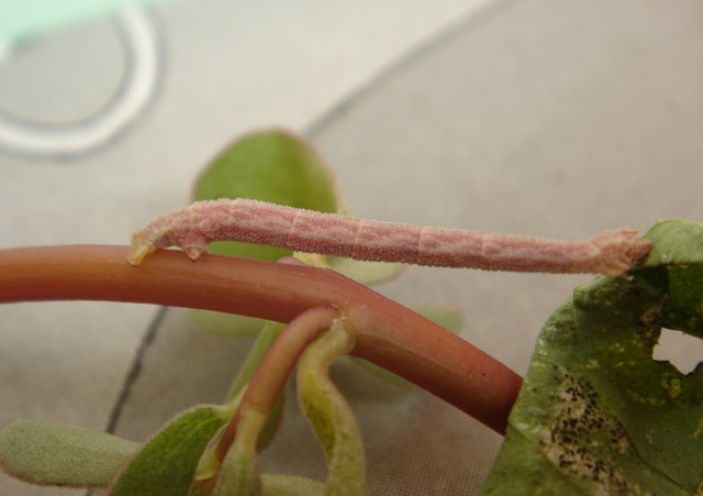 Phaiogramma etruscaria (?): da larva ad adulto